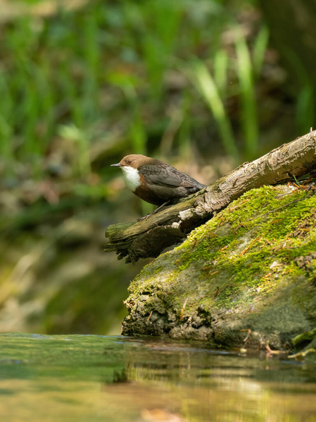 Beautiful nature scene with White-throated dipper (Cinclus cinclus). Wildlife shot of Goldcrest (Regulus regulus) on the stone. Goldcrest (Regulus regulus) in the nature habitat. - Photo, Image