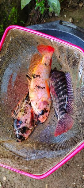 3 tilapia pesce o conosciuto con il nome latino Oreochromis niloticus sono in fase di compensazione, pronto per essere cucinato. - Foto, immagini