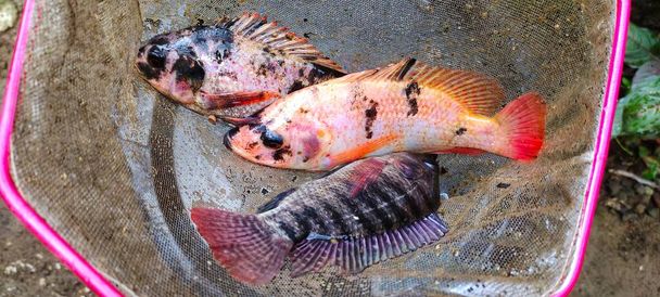 3 tilapia fish or known by the Latin name Oreochromis niloticus are being netted, ready to be cooked. - Photo, Image
