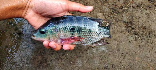 Man holding a tilapia fish that has just been taken from the fish pond, ready to be marketed. - Photo, Image