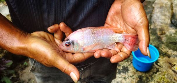 Man Holding Oreochromis niloticus fish or red tilapia. Fresh Oreochromis niloticus is quite large and ready to be marketed - Foto, immagini