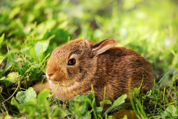 cucciolo di coniglietto nel prato verde - Foto, Bild