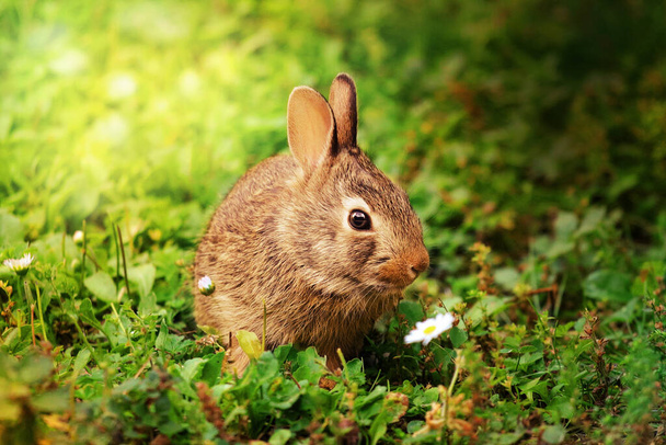 cucciolo di coniglietto nel prato verde - Fotó, kép