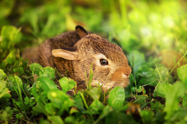 cucciolo di coniglietto nel prato verde - Fotografie, Obrázek