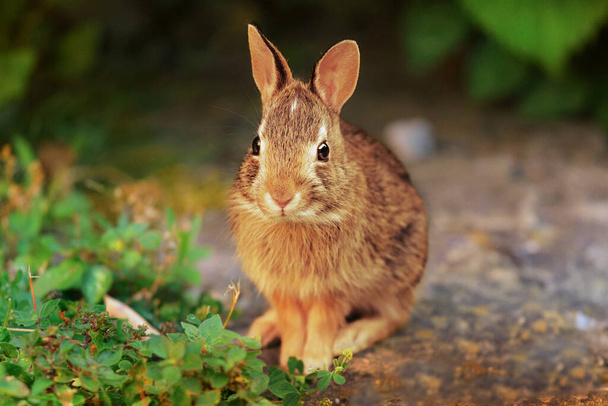 cucciolo di coniglietto nel prato verde - Foto, immagini