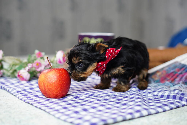 Милый маленький йоркширский терьер щенок с красной орнаментальной лентой на шее нюхает красное яблоко, стоит рядом с красным спелым яблоком - Фото, изображение