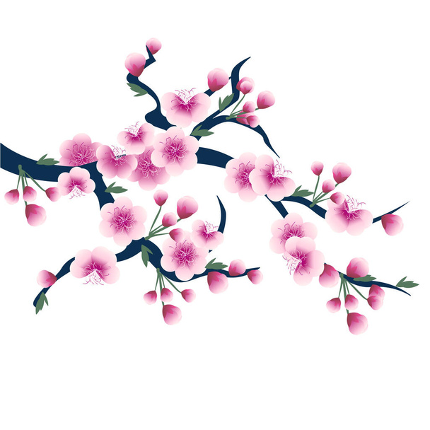 Vector illustration of a cherry branch with pink flowers isolated on a white background. Spring flower mood. - Vetor, Imagem