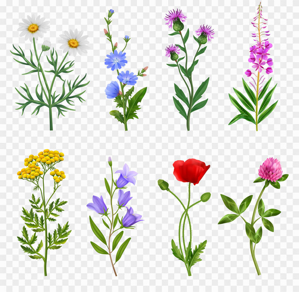 Realistic wildflower icons set on transparent background isolated vector illustration - Vektor, Bild