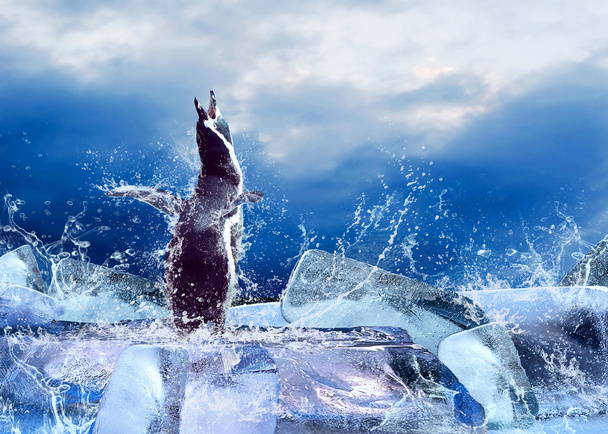 Pinguin auf dem Eis in Wassertropfen. - Foto, Bild