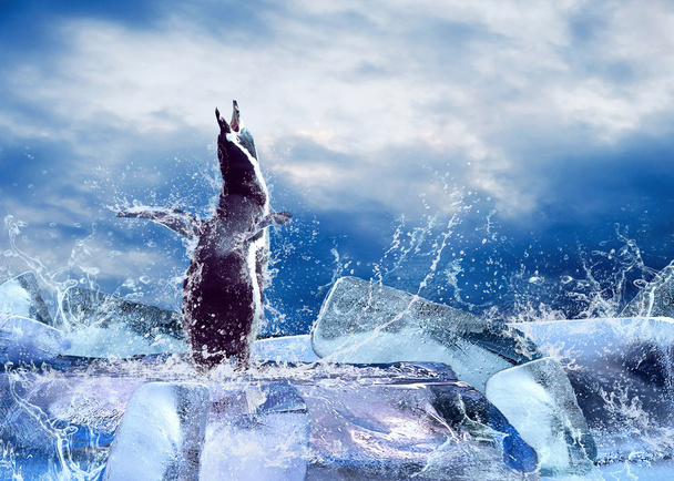 Pinguin auf dem Eis in Wassertropfen. - Foto, Bild