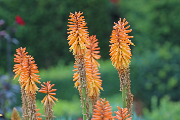 Poker caldo rosso arancio, Kniphofia specie sconosciute e varietà, punte di fiori con uno sfondo sfocato di arbusti. - Foto, immagini