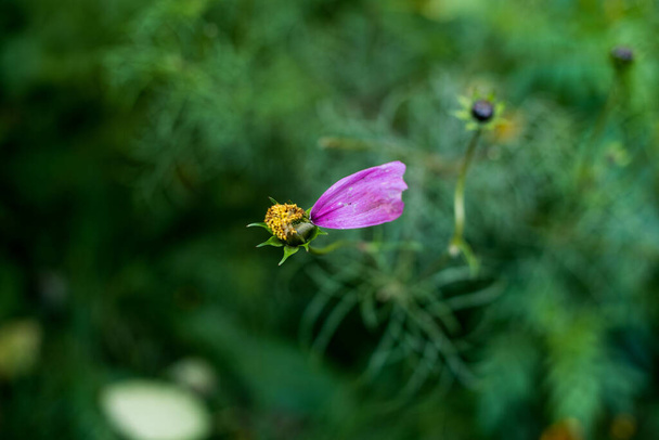 Růžový květ v zelené trávě - Fotografie, Obrázek