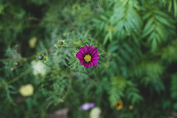 Růžový květ v zelené trávě - Fotografie, Obrázek