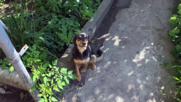 The dog waited for his master from work. The dog is very happy to have waited for the owner. Waiting, sitting at the entrance to the yard, the dog dreams of being petted. The dog obediently waits for the owner. - Záběry, video
