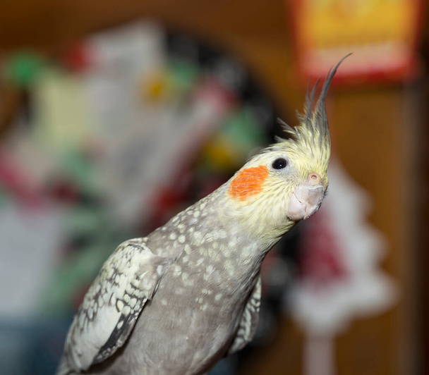 The Female cockatiel  (Nymphicus hollandicus), also known as weiro, or quarrion. - Photo, image