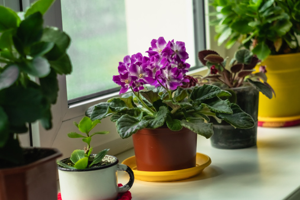House plants on the windowsill. Beautiful African violet on a white windowsill. - Photo, Image