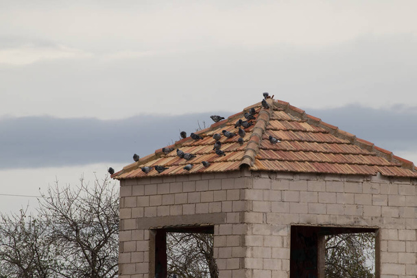 Tower of an abandoned building with pigeons on the roof on a cloudy day. Copyspace. Selective focus. - Fotoğraf, Görsel