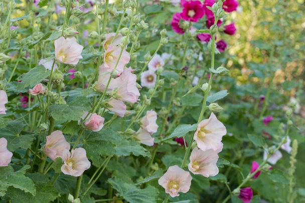 Stems of hollyhock with light purple flowers and flower buds on a blurred background, selective focus  - Photo, image