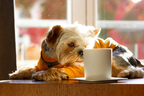 Small cute funny pretty dog Yorkshire Terrier breed dressed in yellow sweatshirt sniffing aromatic hot drink in white stylish cup on the table. Brown doggy puppy pup drinking coffee tea. Good Morning. - Foto, imagen