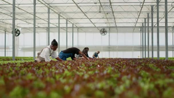 Lettuce pickers working in greenhouse harvesting lettuce doing quality control removing damaged leaves and seedlings. Organic farm workers growing vegan food in hydroponic enviroment before delivery. - Footage, Video