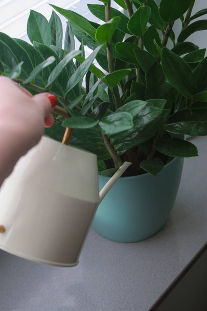 κλείσιμο των γυναικών χέρι πότισμα ένα φυτό Zamioculcas σε μια κατσαρόλα στο περβάζι το φως της ημέρας. Υψηλής ποιότητας φωτογραφία - Φωτογραφία, εικόνα
