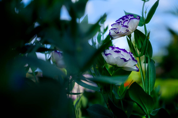 チェンマイ県コピースペースの庭の白と紫のリシャントスの花. - 写真・画像