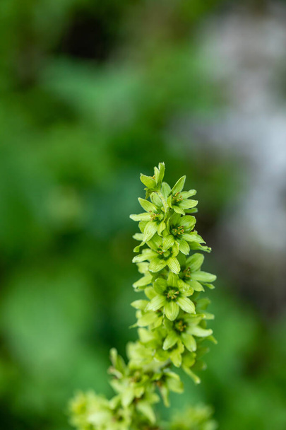 Veratrum album flower growing in mountains, close up - Photo, Image