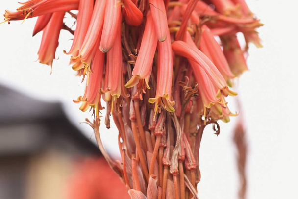  Aloe arborescens flowers. A succulent plant native to South Africa. The vermillion tubular flowers bloom from late autumn to the following spring. - Foto, imagen