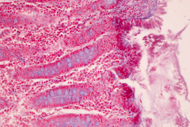 Tissue of Small intestine (Duodenum), Large intestine Human and Stomach Human under the microscope in Lab. - Φωτογραφία, εικόνα