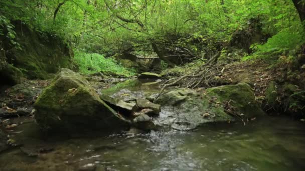 Streaming water in the forest of Bechirs Gorge near Soroca, Moldova - Footage, Video