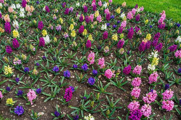 Клумба з і кольоровими гіацинтами в саду
 - Фото, зображення