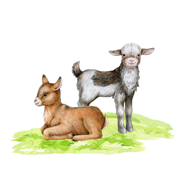Kecskék a zöld füvön. Kézzel rajzolt illusztráció. Háziállatok. Aranyos kis kecskék állnak és pihennek a pályán. Fehér háttér. - Fotó, kép