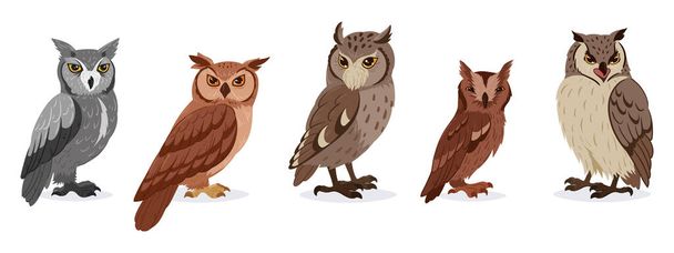 Cartoon long-eared owls. Cute wildlife birds species, feathered animals, wise forest owls flat vector illustration on white background - Vector, Imagen