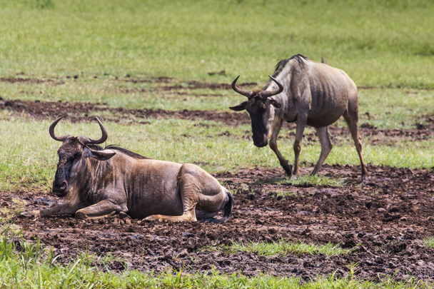 Wildebeests (Connochaetes Felrinus) Walking on Line, Ngorongoro
  - Фото, изображение