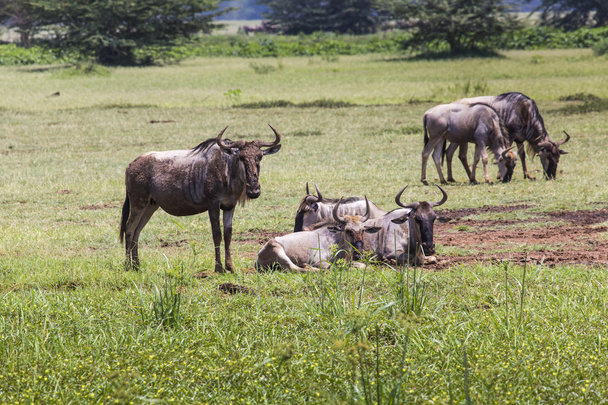 Gnoes (Connochaetes Taurinus), Walking on Line, Ngorongoro  - Foto, afbeelding