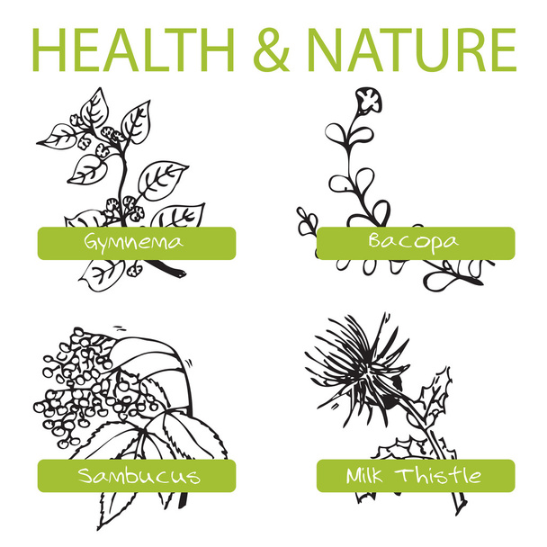 Handgetekende Set - gezondheid en natuur. Collectie van geneeskunde kruiden - Vector, afbeelding