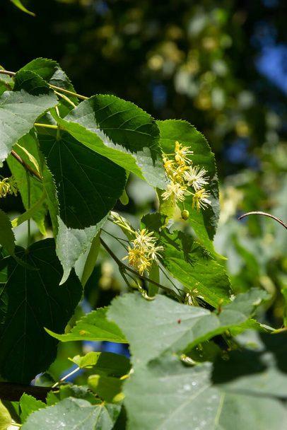 Linden yellow blossom of Tilia cordata tree small-leaved lime, little leaf linden flowers or small-leaved linden bloom, banner close up. Botany blooming trees with white flowers. - Photo, Image