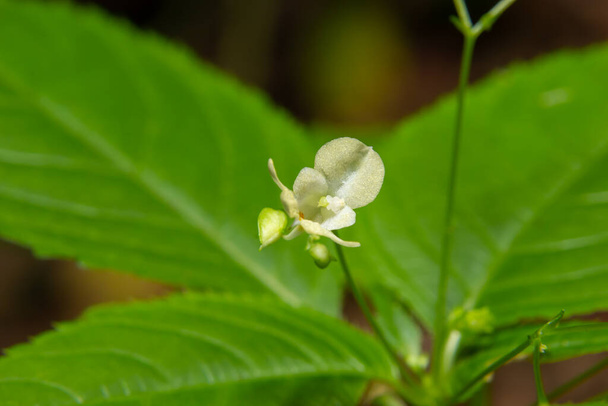 Kleine balsem of kleinbloemige touch-me-not Impatiens parviflora gele bloem van dichtbij. - Foto, afbeelding