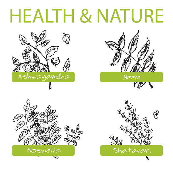Conjunto desenhado à mão - Saúde e Natureza. Coleção de ervas medicinais
 - Vetor, Imagem