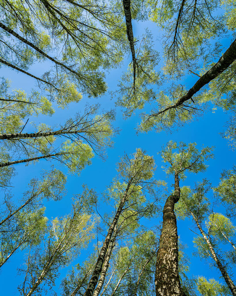 Bottom view of the trunks of birch trees against a clear sky. - Fotoğraf, Görsel