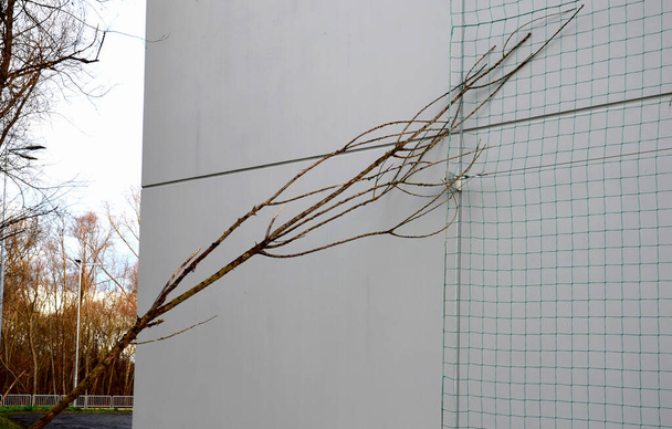 metal trellises made of interconnected stainless steel cables attached to the wall of house grow and wrap vine. column tunnel. detail of mesh clamps, grip, holder, twisted, creeper, fallen tree - Foto, Imagem