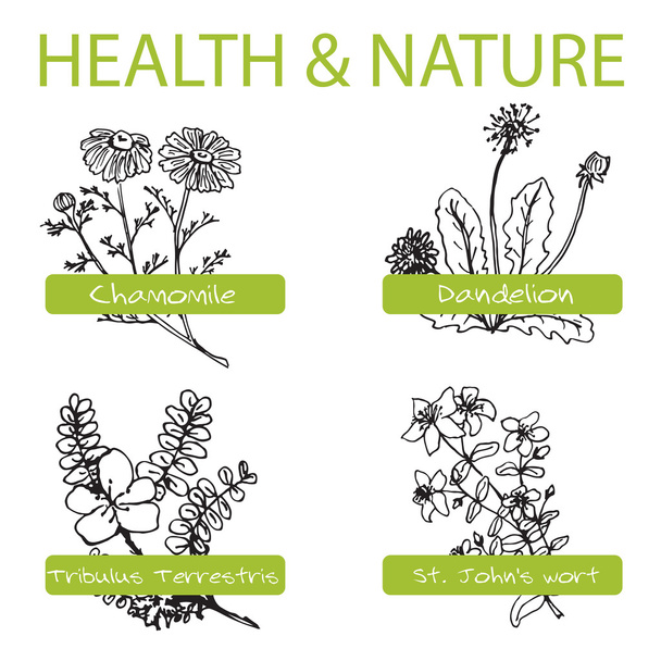 Conjunto desenhado à mão - Saúde e Natureza. Coleção de ervas medicinais
 - Vetor, Imagem