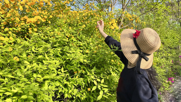 帽子を被った女性が韓国の春の日にケリアのジャポニカの黄色の花に触れています - 写真・画像