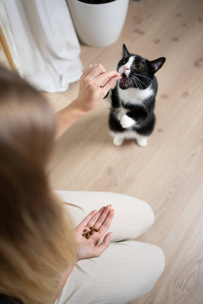 high angle view of female pet owner hand feeding tuxedo cat with dried food snack. hungry cat rearing up to reach treat. - Foto, Imagem
