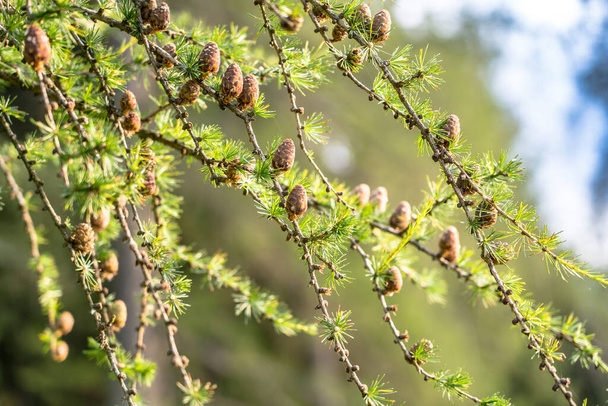 Лиственничные шишки весной свисают на ветке - Фото, изображение