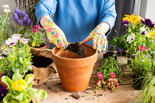 Decoración de primavera de un balcón o terraza con flores, mujer trasplantando una flor Antirrhinum en una olla de barro, jardinería casera y pasatiempos, diseño biofílico - Foto, imagen