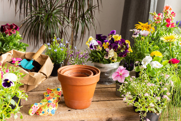 Tavaszi dekoráció egy otthoni erkély vagy terasz virágokkal, átültetés virágok ideiglenes edények állandó is, házi kertészkedés és hobbi, biofilikus design - Fotó, kép