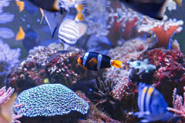 macro photography underwater Amphiprion clarkii, Yellowtail clownfish close up - Foto, immagini