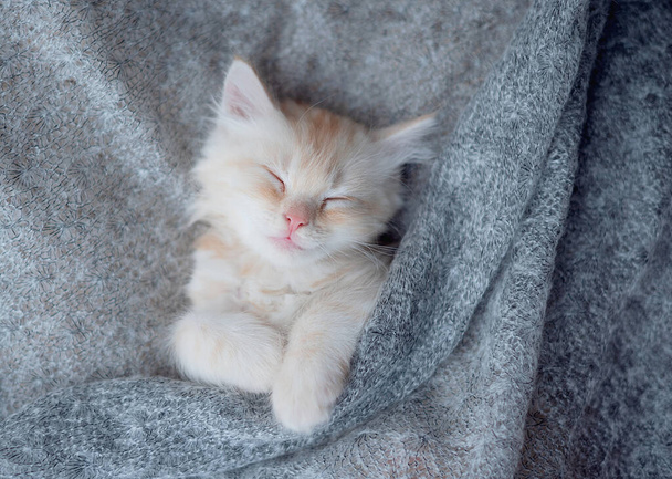Милая маленькая красная кошечка спит на меховом белом одеяле - Фото, изображение