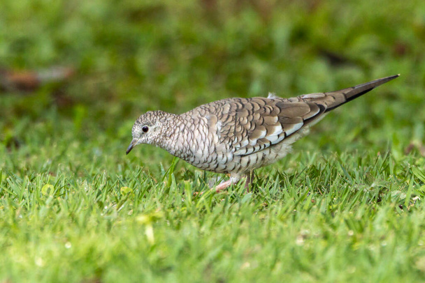 A Scaled Dove also know as Rolinha feeding on the lawn. Species Columbina squammata. bird lover. Birdwatching. Birding. Animal world. - Foto, afbeelding